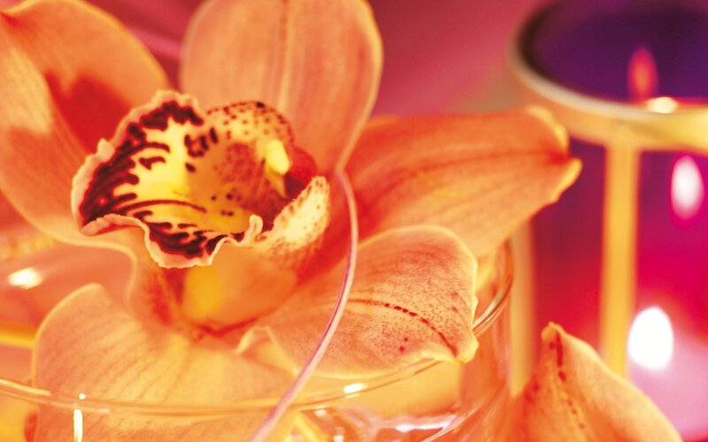 Orchid in a glass bowl
