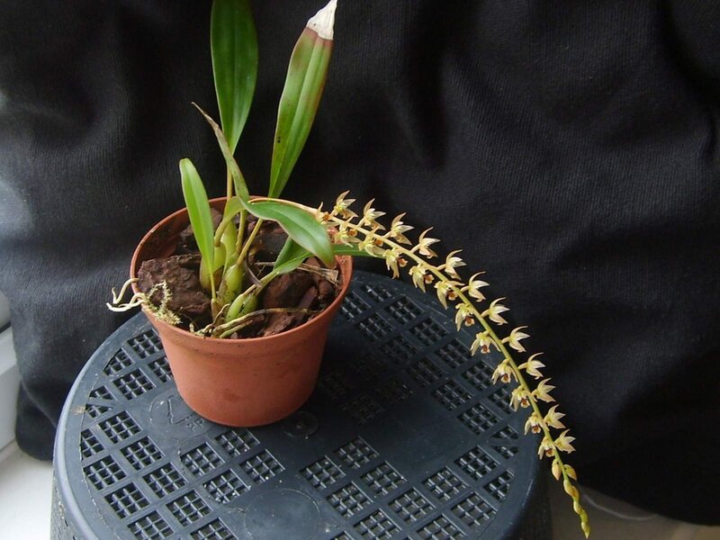 orchid in a pot