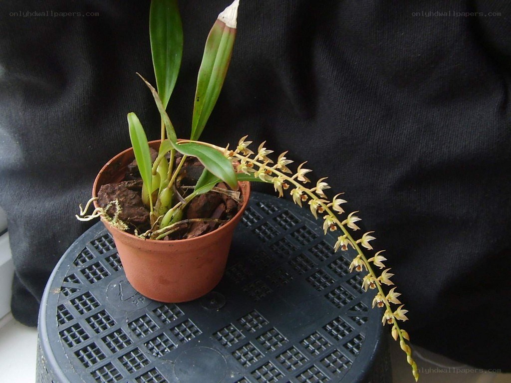 orchid in a pot