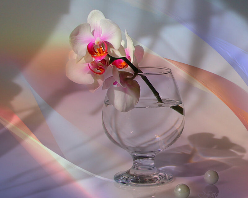 Orchid in Glass Vase — White