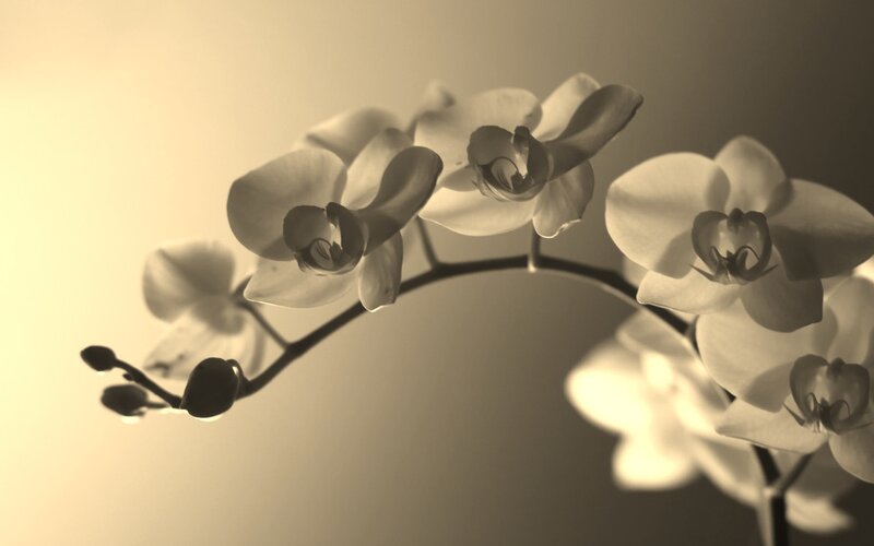 orchid in sepia tones