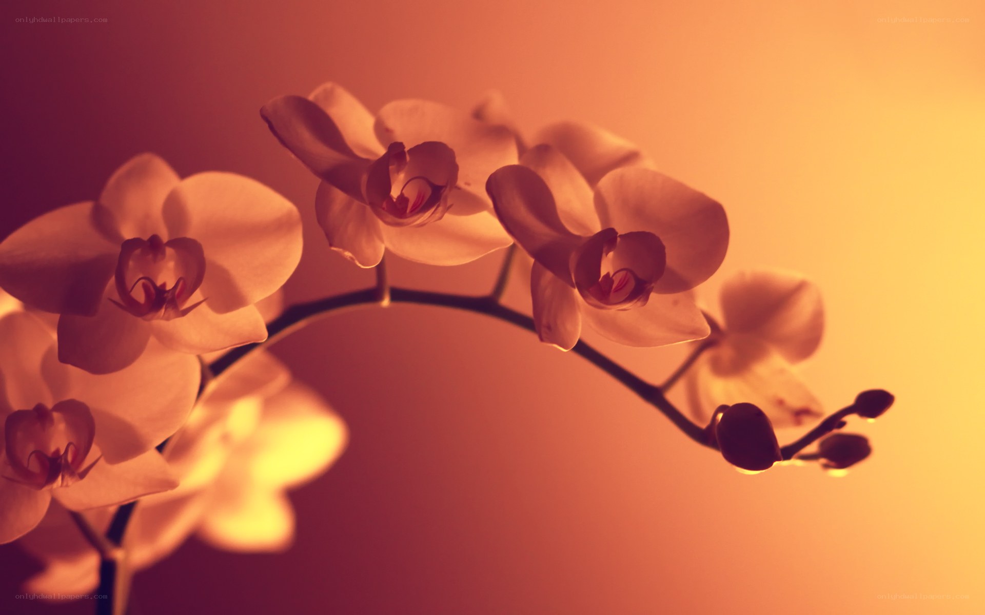 Orchid in warm light