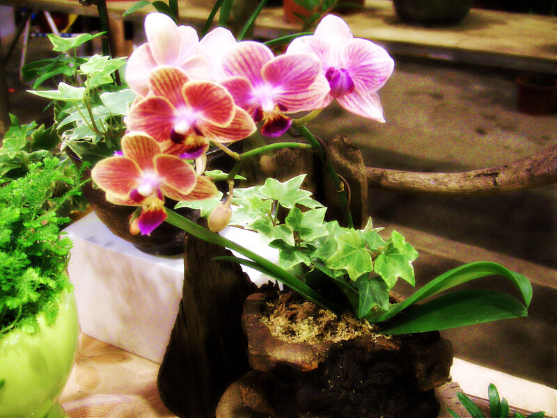 Orchid in Wooden Pot