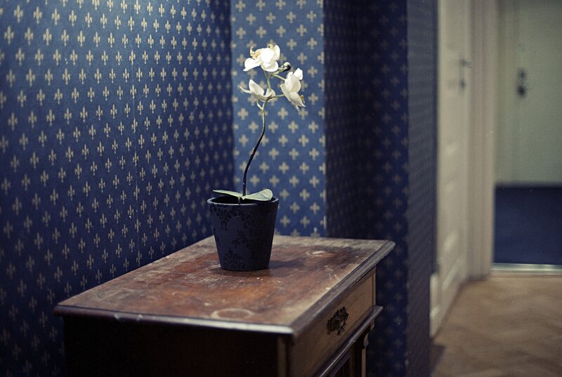 Orchid on a wooden table