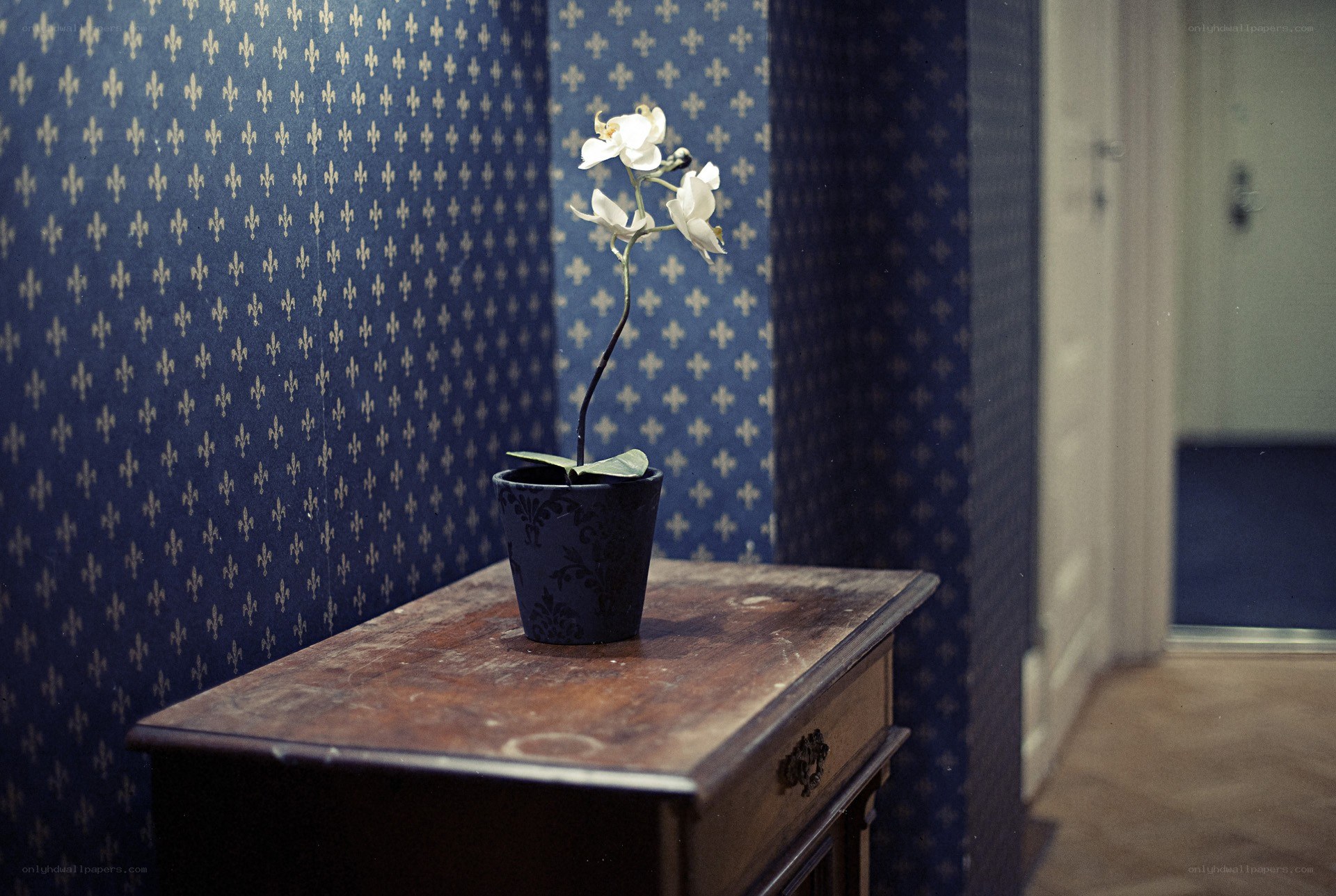 Orchid on a wooden table