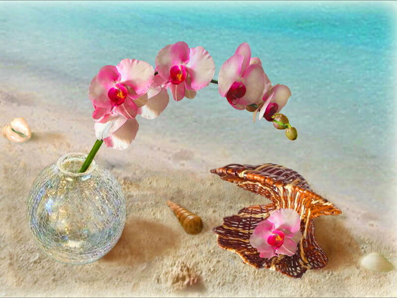 Orchid on Beach