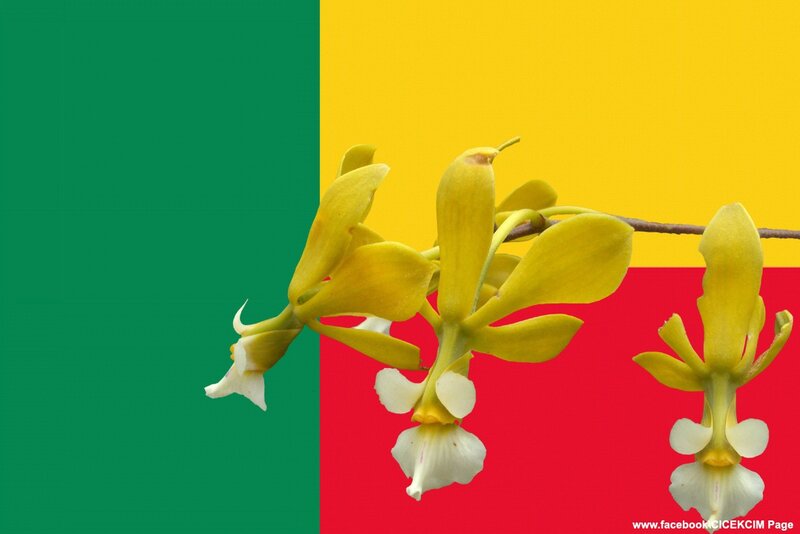 orchid on flag background