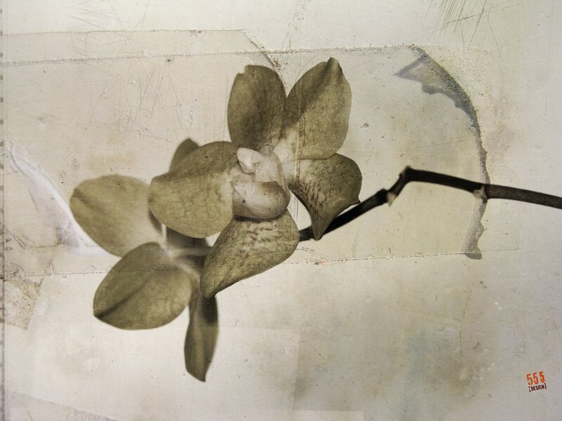 orchid on textured paper