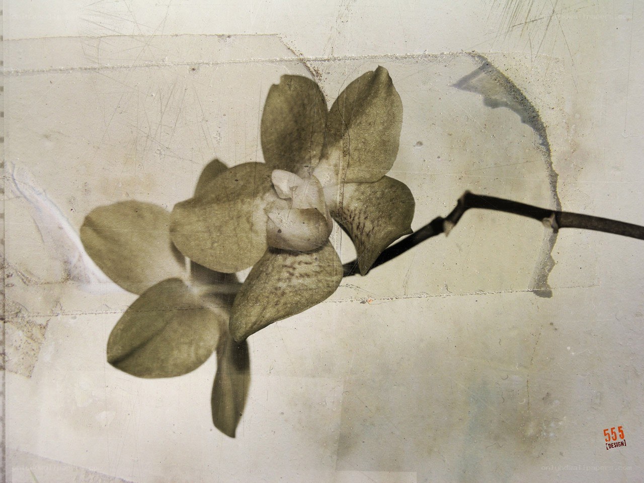 orchid on textured paper