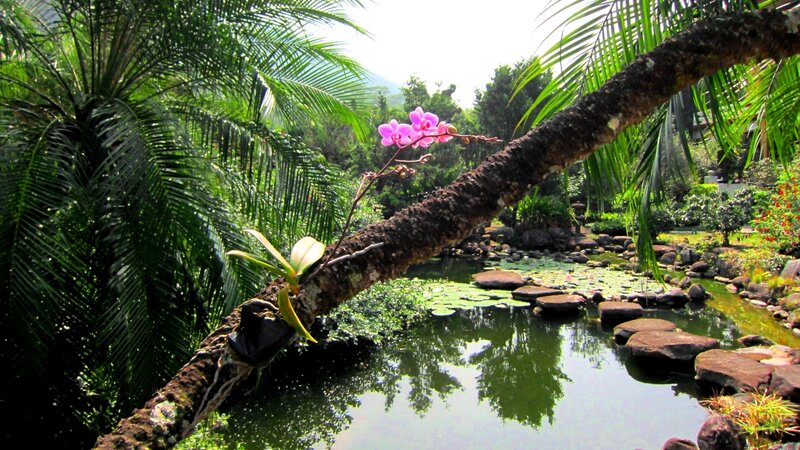 Orchid on Tree Branch