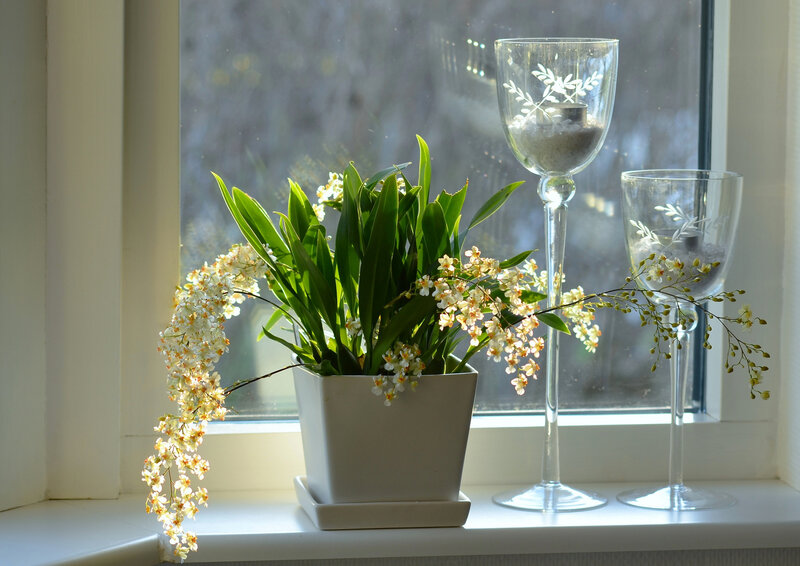 Orchid Plant on Windowsill