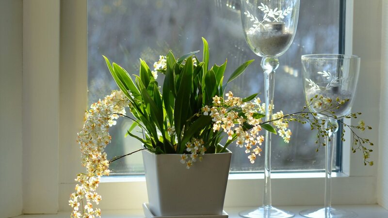 Orchid Plant on Windowsill — White