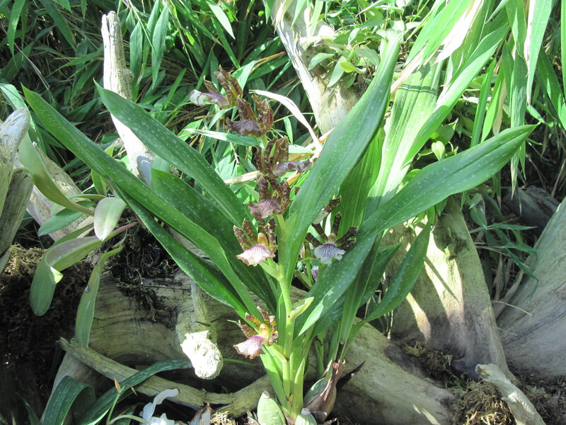 Orchid Plant with Flowers — Green