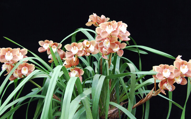 Orchid Plant with Flowers