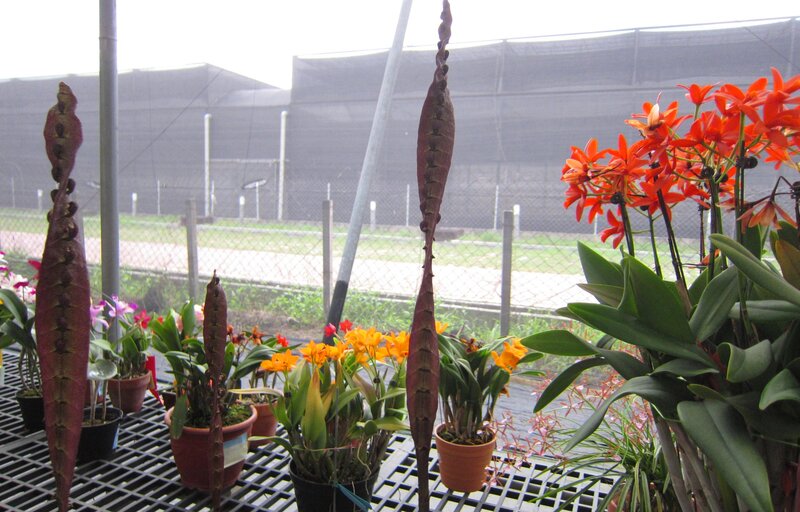 Orchid Plants in Greenhouse