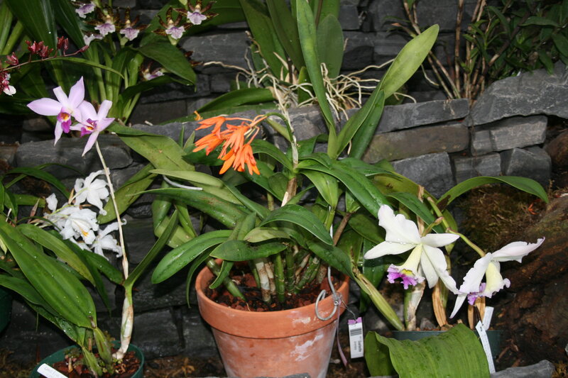 Orchid Plants in Pots — Green, Calm