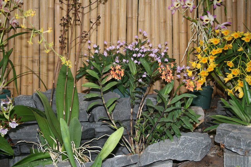 Orchid Plants in Pots — Green