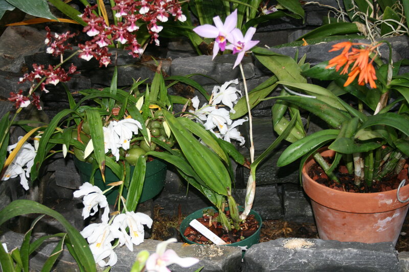 Orchid Plants in Pots