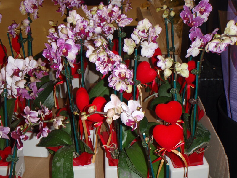 Orchid Plants with Hearts