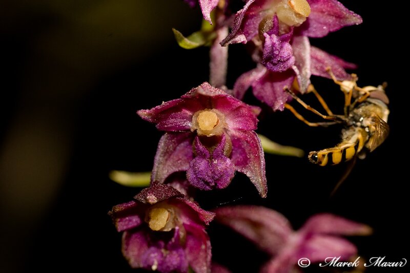 Orchid with bee pollinator