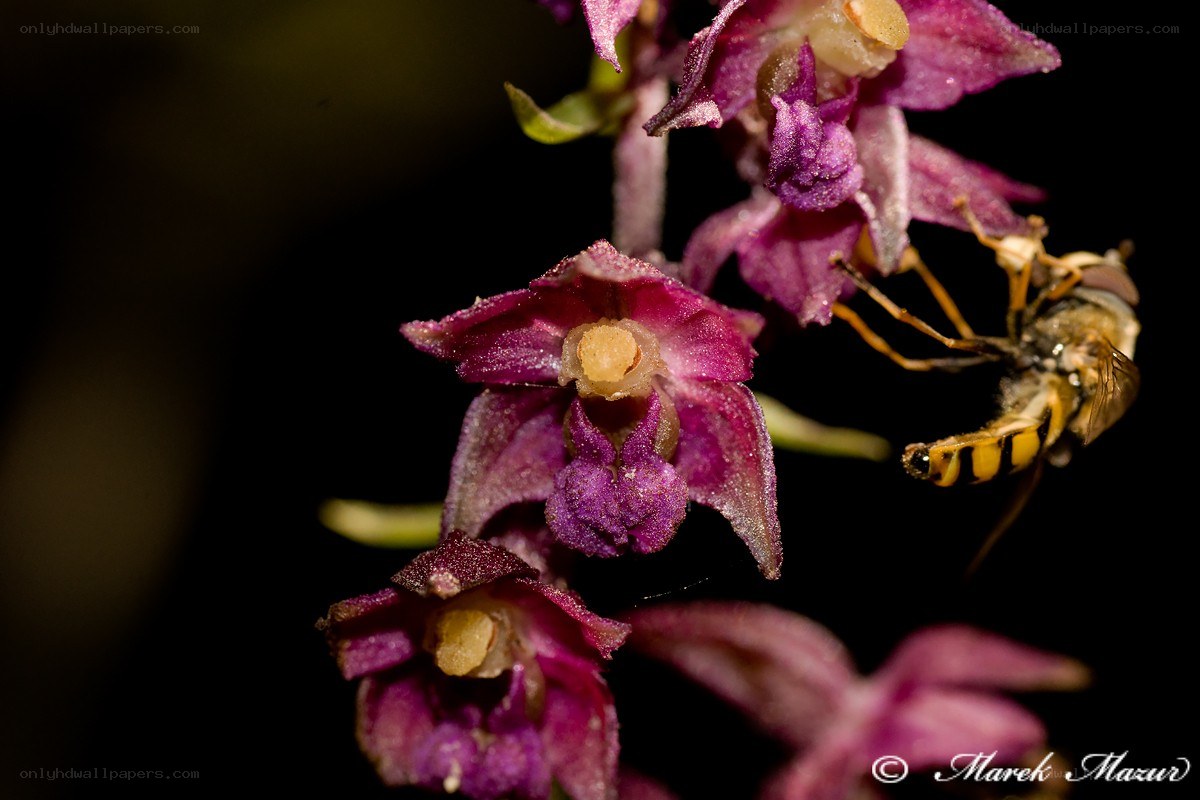 Orchid with bee pollinator