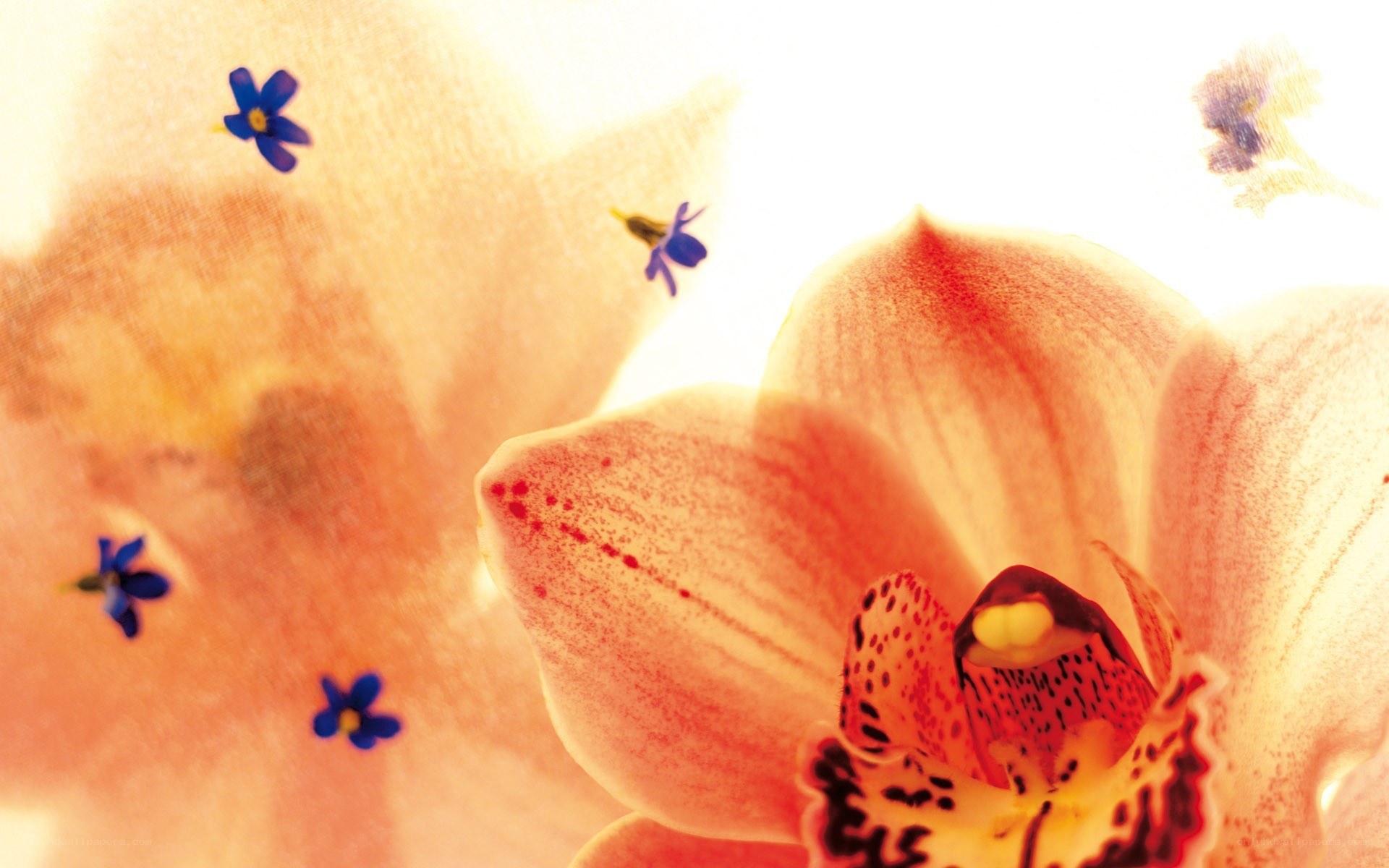 Orchid with blue flowers