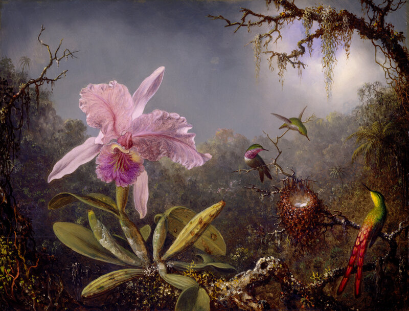Orchid with Hummingbirds