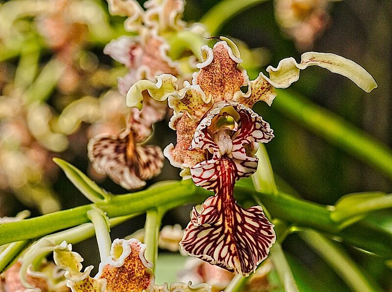 Orchid with intricate patterns