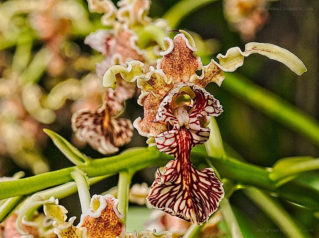 Orchid with intricate patterns