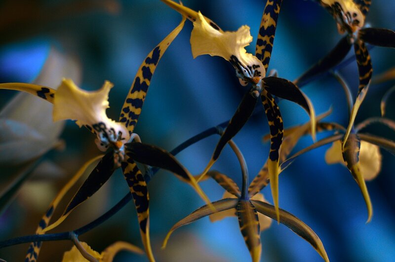Orchid with leopard pattern