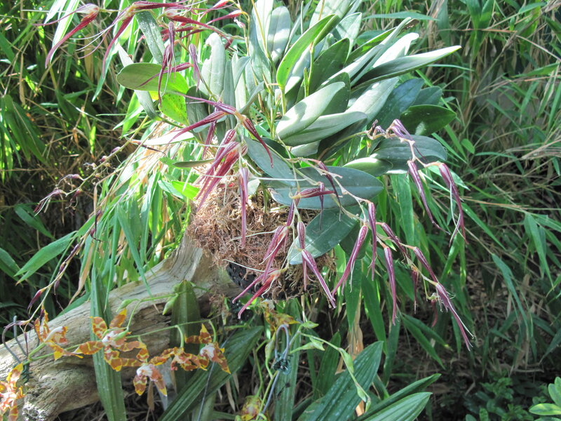 Orchid with Long Petals