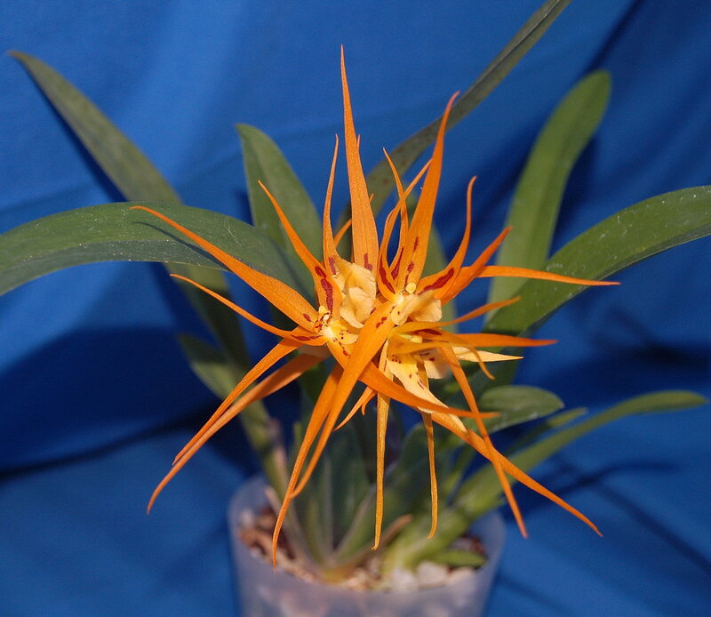 Orchid with orange petals