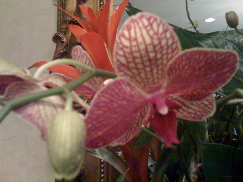 Orchid with patterned petals