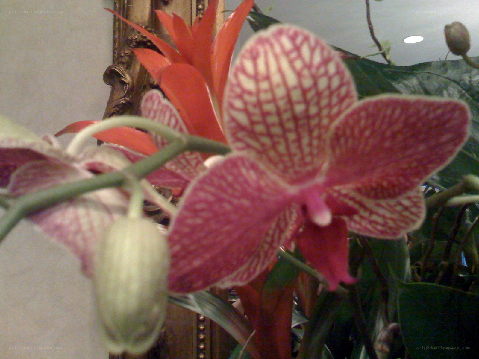 Orchid with patterned petals