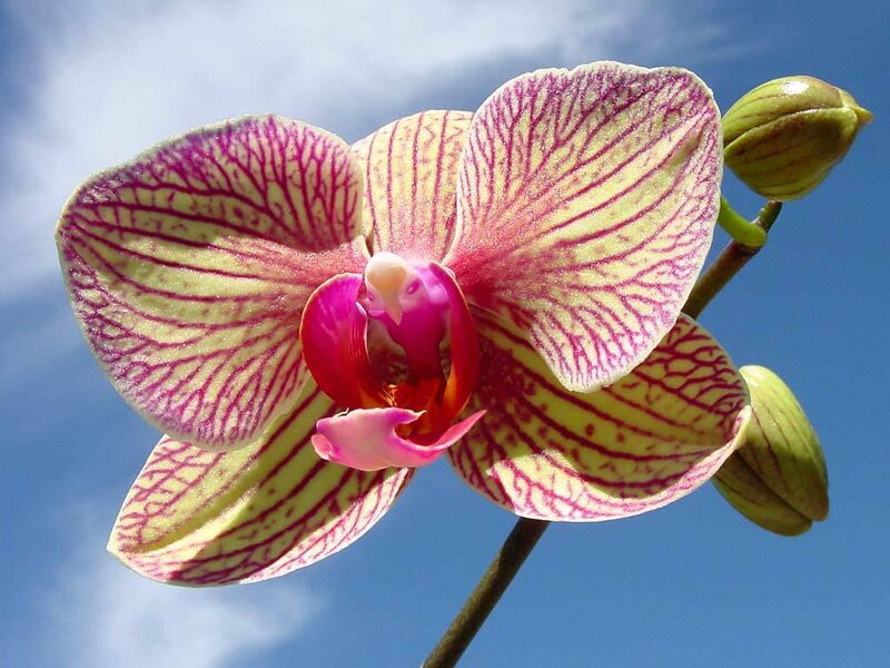 Orchid with pink and yellow petals