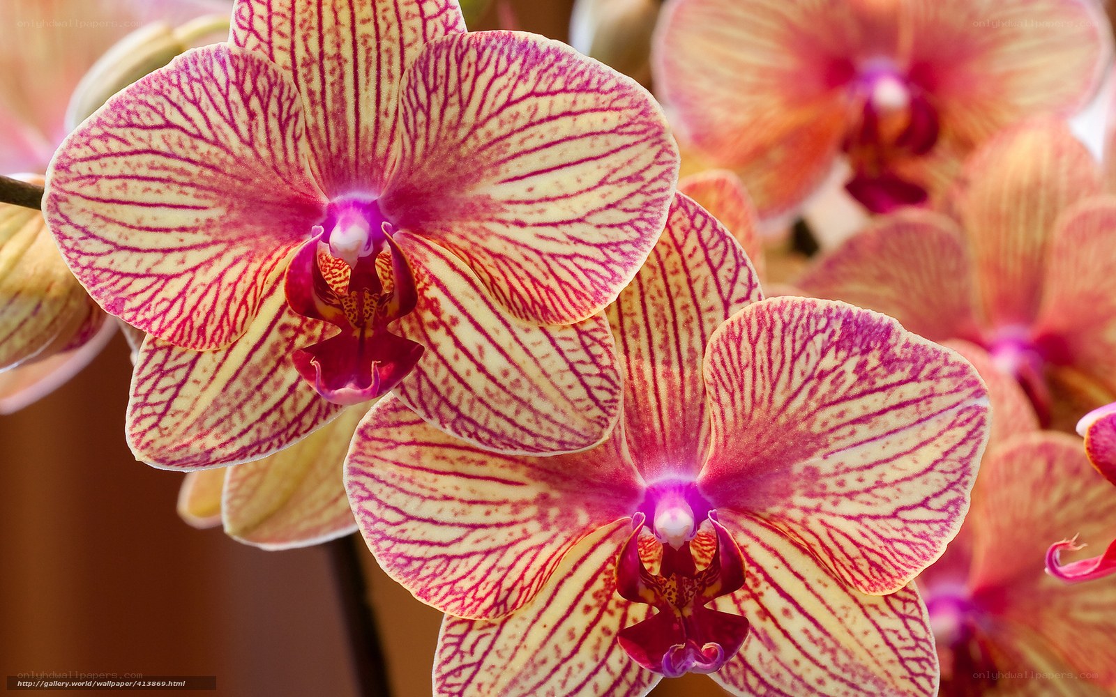 Orchid with pink and yellow petals