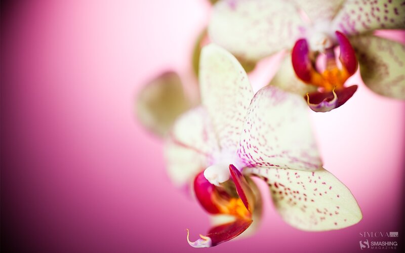 Orchid with pink background