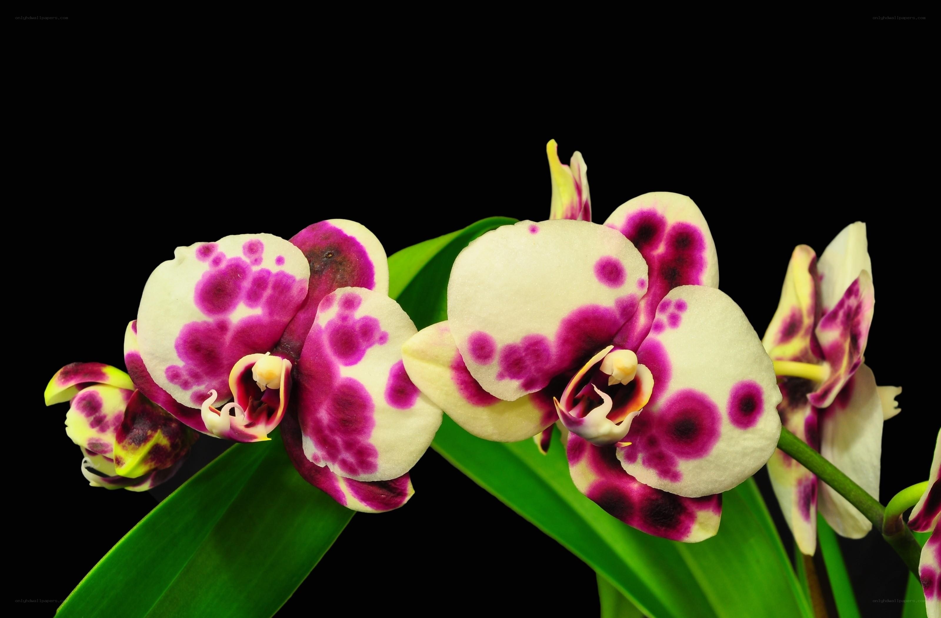 Orchid with purple spots