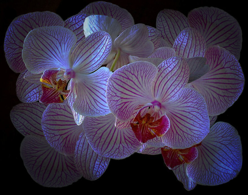 Orchid with purple veins