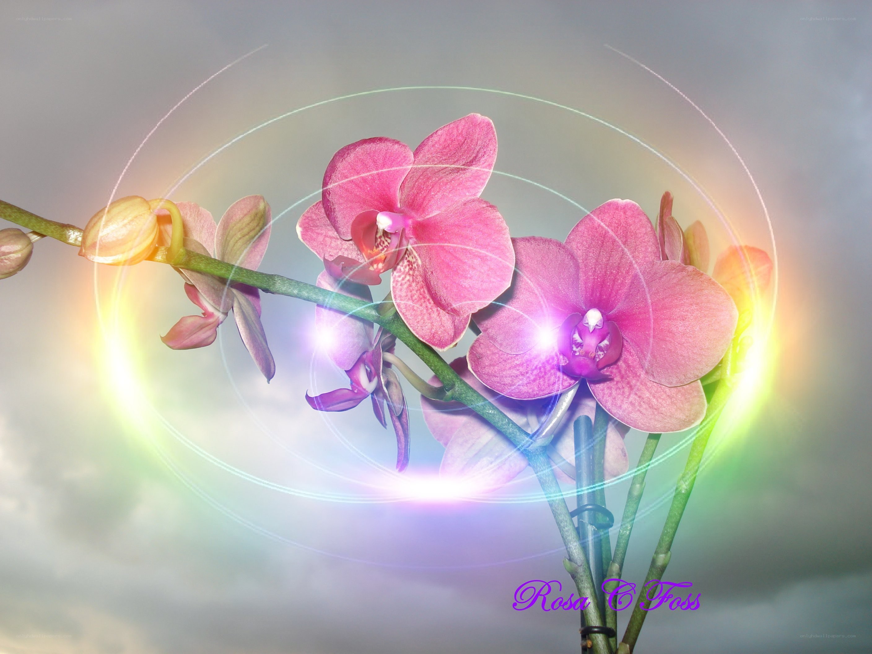 Orchid with radiant light