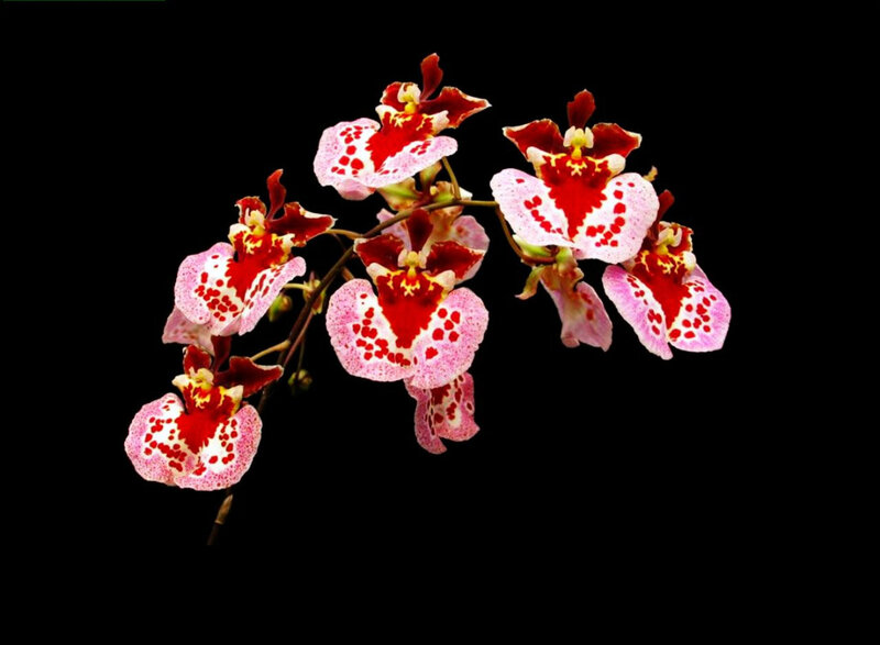 Orchid with red and white flowers