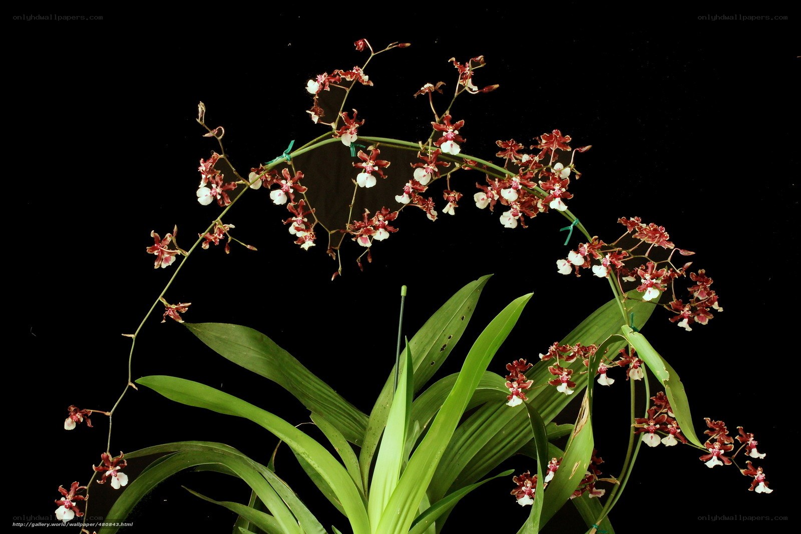 Orchid with red and white flowers