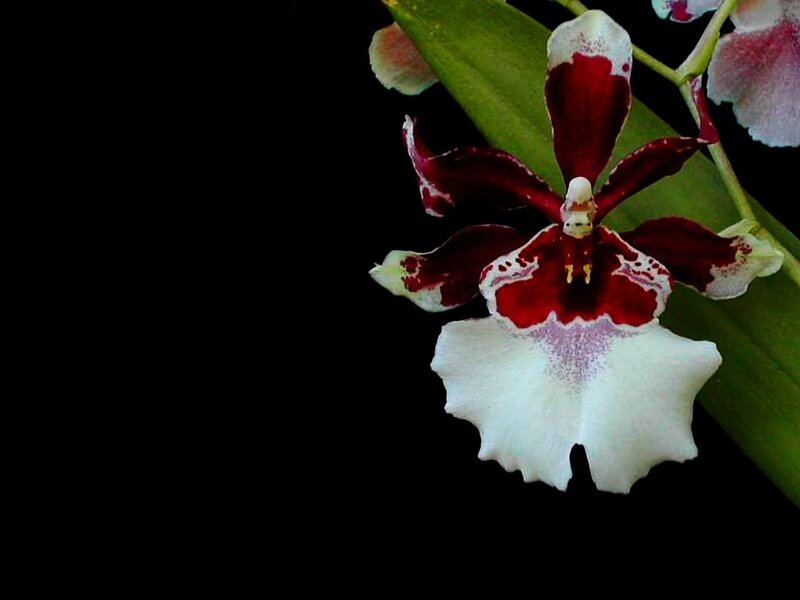 Orchid with red and white petals