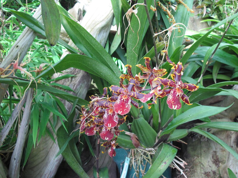 Orchid with Red and Yellow Flowers