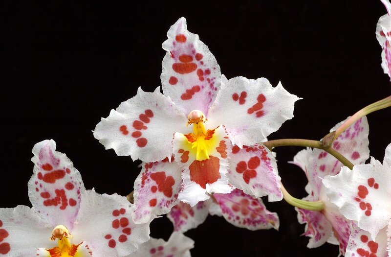Orchid with red spots