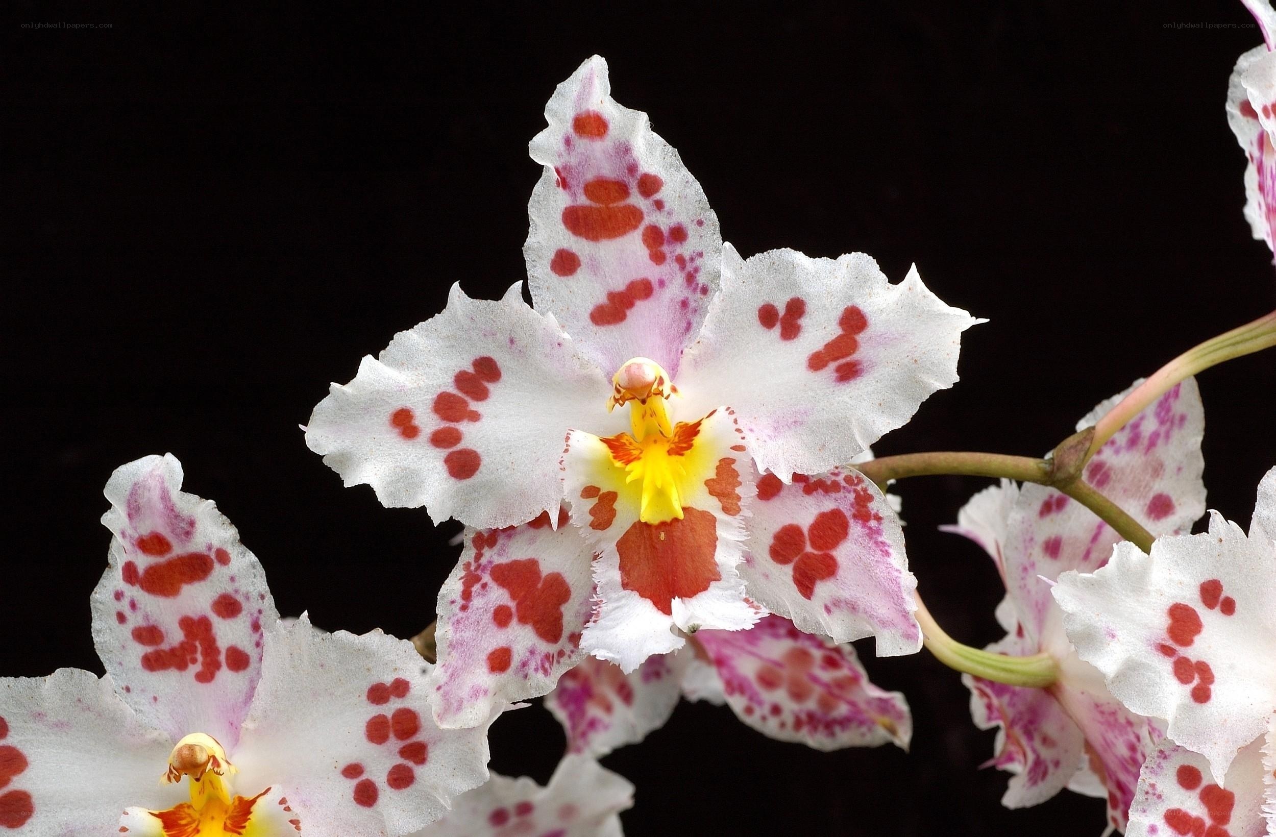 Orchid with red spots