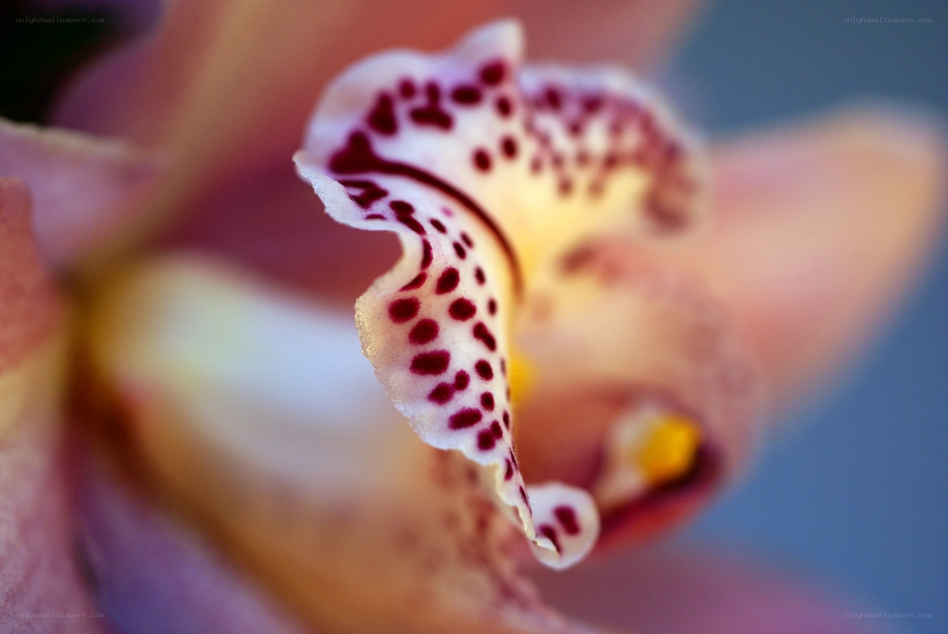 Orchid with spotted petals