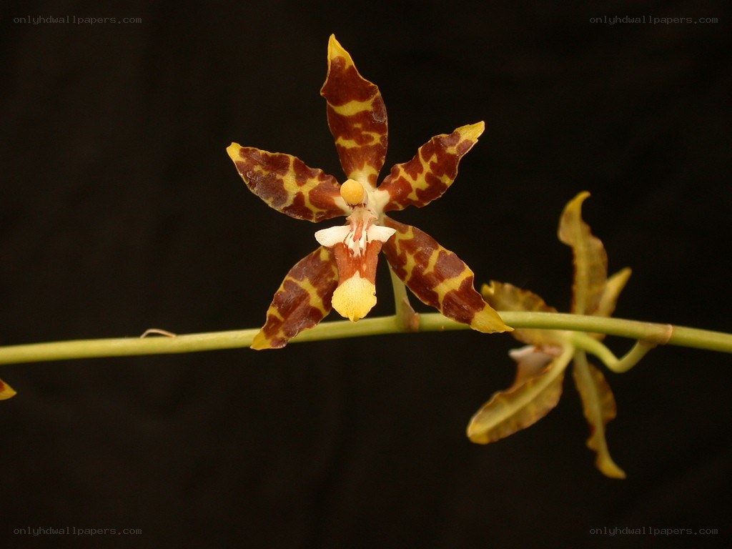 Orchid with spotted petals