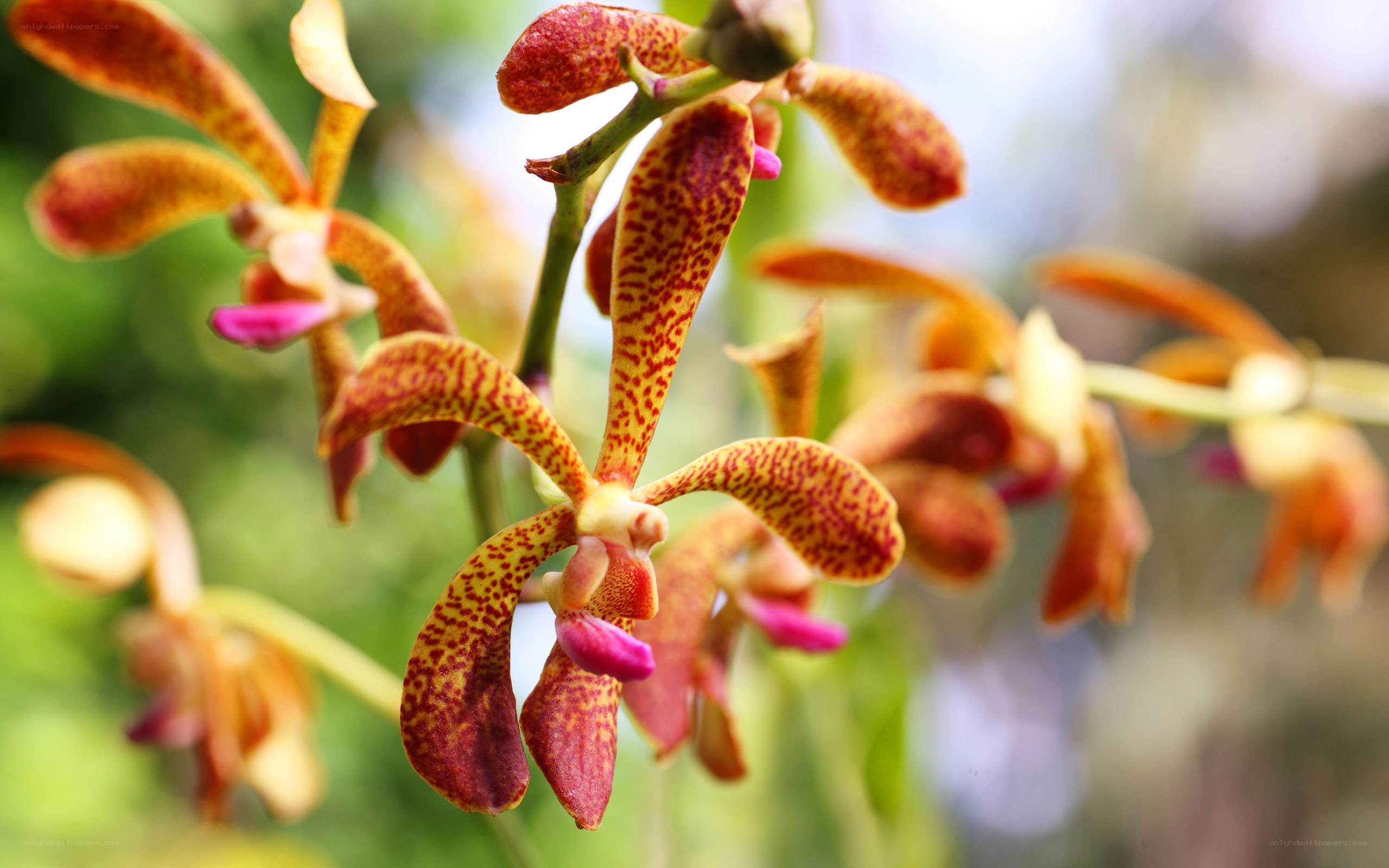 Orchid with spotted petals