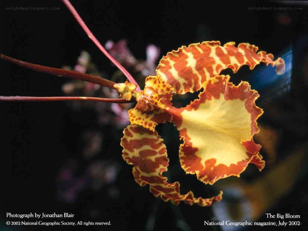 Orchid with spotted petals